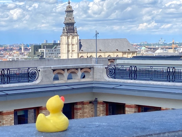 Canard à Bruxelles